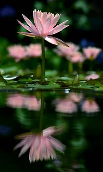 Pink-green lotus cropped 90% minus.png